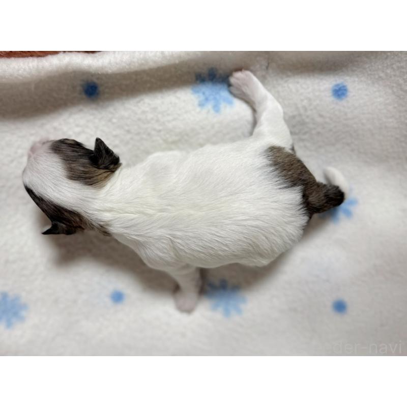 販売中の東京都のチワマル:チワワ×マルチーズ-428311の2枚目