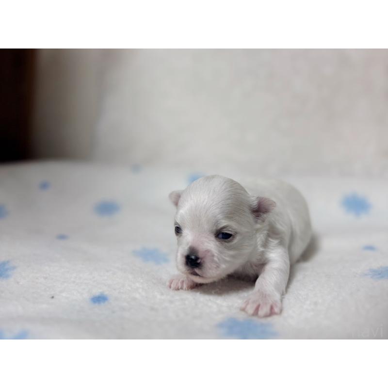 販売中の東京都のチワマル:チワワ×マルチーズ-428312の5枚目