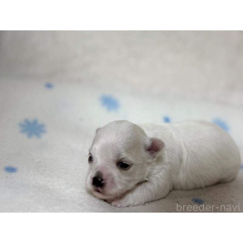 販売中の東京都のチワマル:チワワ×マルチーズ-428312の4枚目