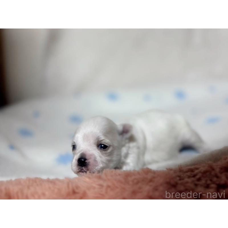販売中の東京都のチワマル:チワワ×マルチーズ-428312の3枚目