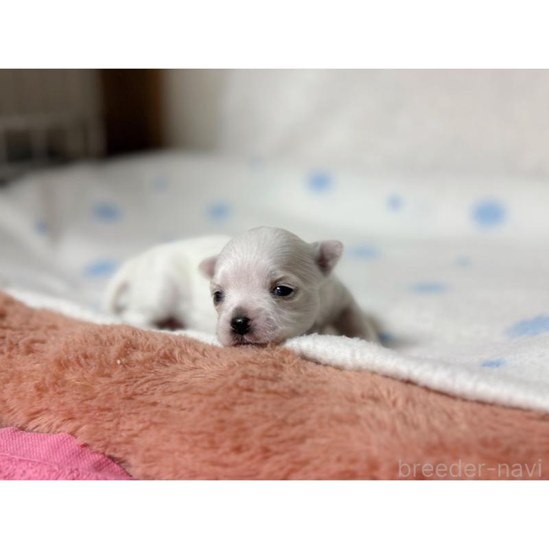 販売中の東京都のチワマル:チワワ×マルチーズ-428312