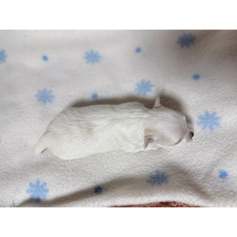 販売中の東京都のチワマル:チワワ×マルチーズ-428312の2枚目