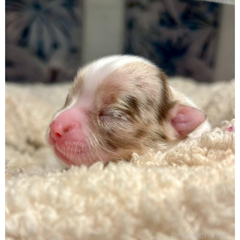 販売中の東京都のチワワ(ロングコート)-428313の6枚目