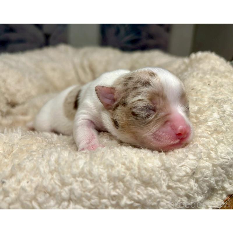 販売中の東京都のチワワ(ロングコート)-428313の5枚目