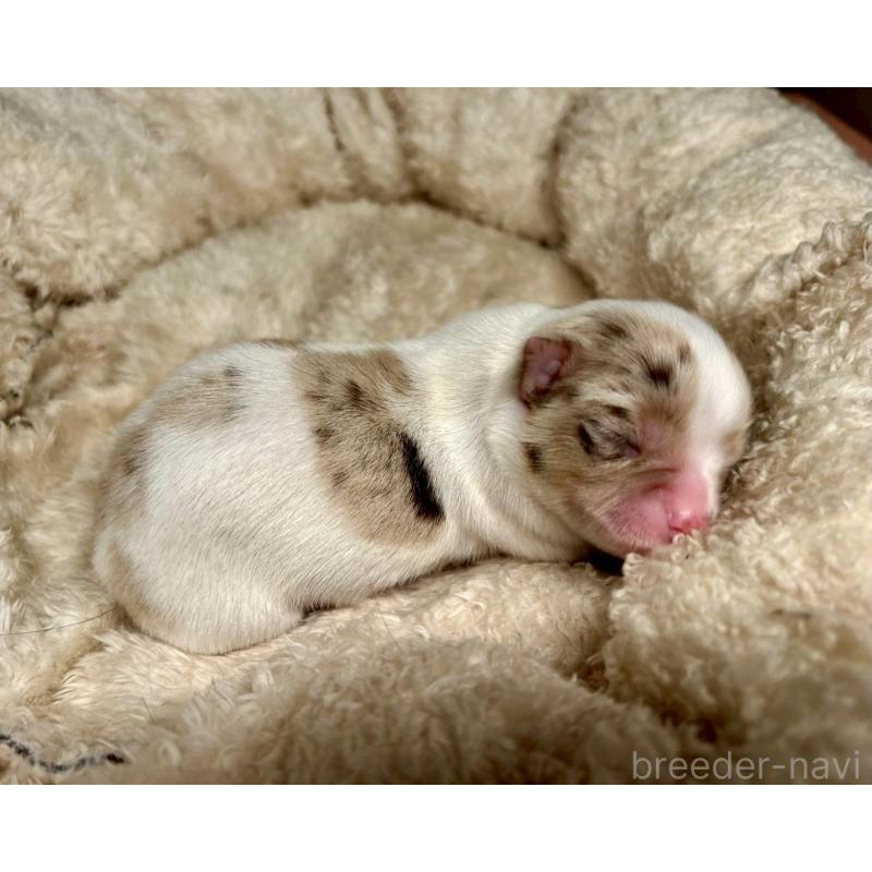 販売中の東京都のチワワ(ロングコート)-428313の4枚目