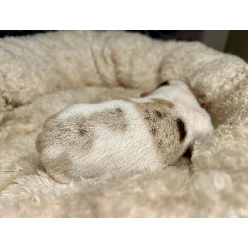 販売中の東京都のチワワ(ロングコート)-428313の3枚目