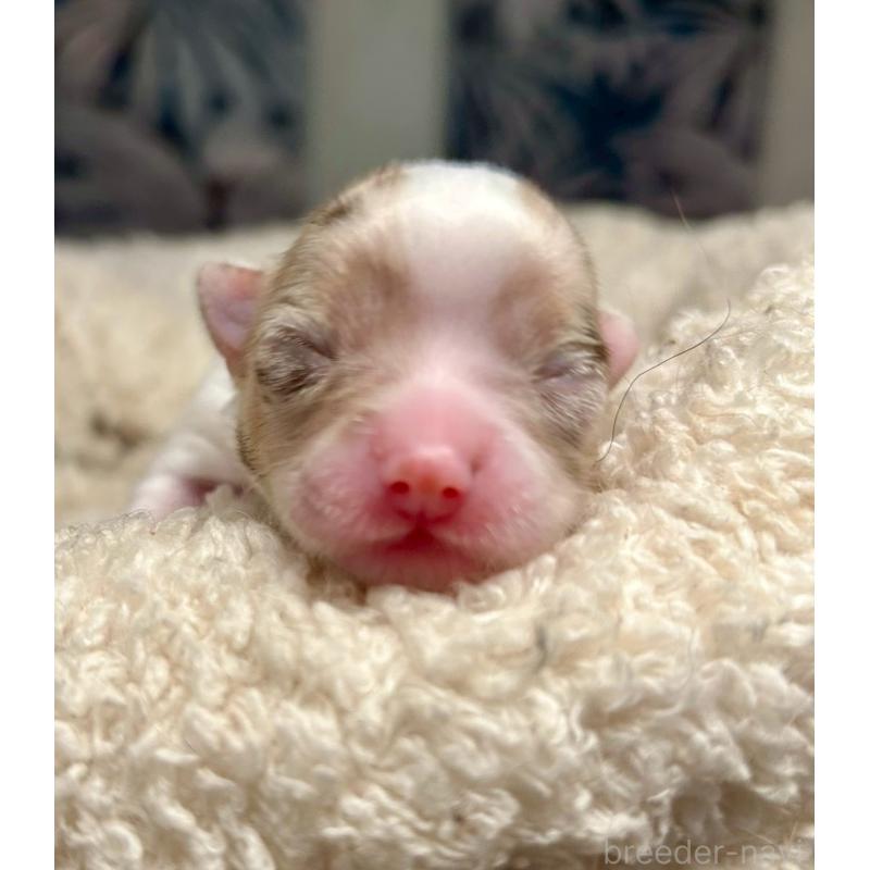 販売中の東京都のチワワ(ロングコート)-428313の2枚目