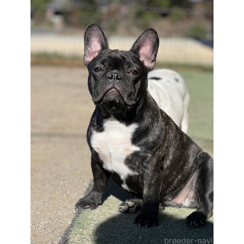 販売中の香川県のフレンチブルドッグ-397239