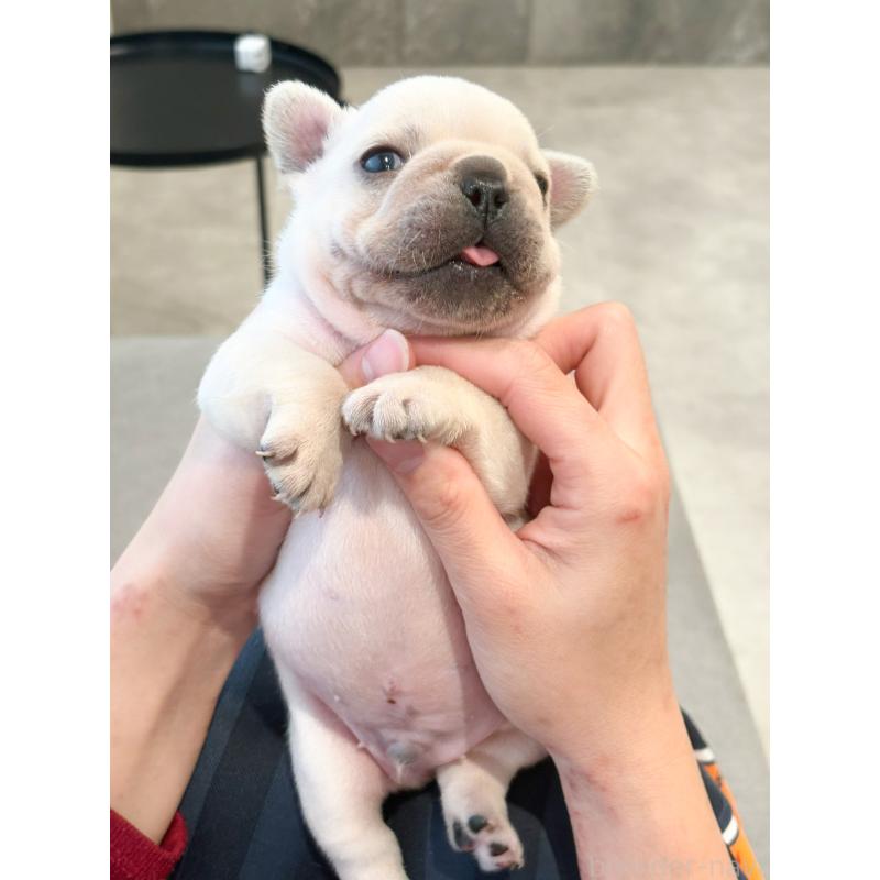 商談中の兵庫県のフレンチブルドッグ-426885の3枚目