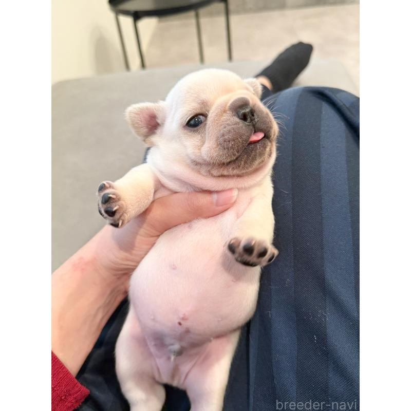 商談中の兵庫県のフレンチブルドッグ-426885の2枚目