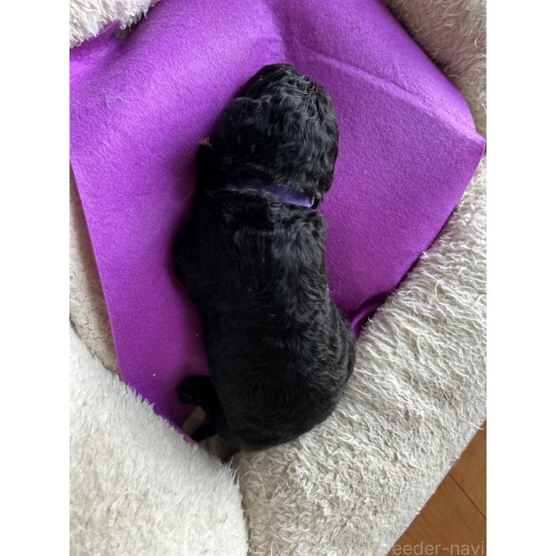 販売中の香川県のスタンダードプードル-428326の9枚目