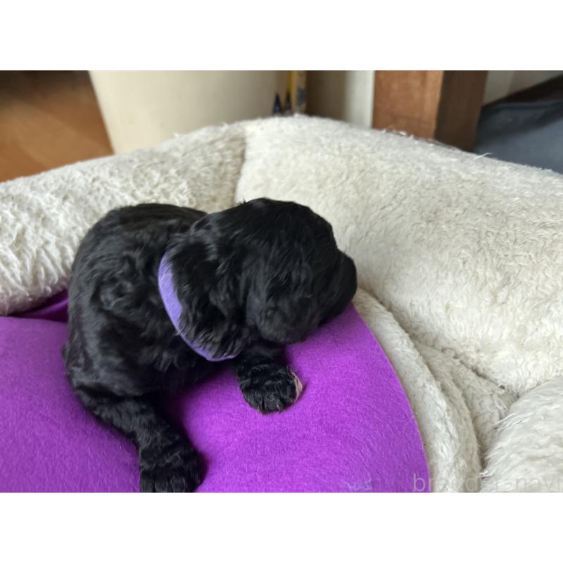 販売中の香川県のスタンダードプードル-428326の8枚目