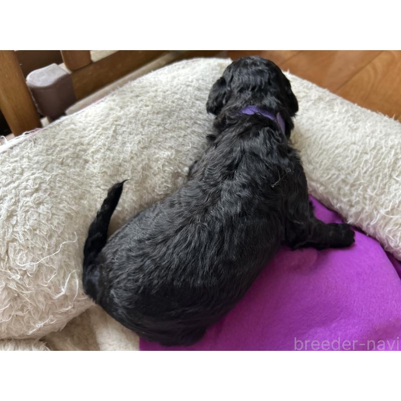 販売中の香川県のスタンダードプードル-428326の7枚目