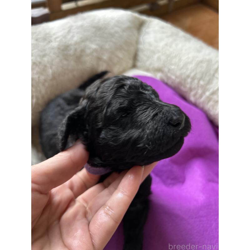 販売中の香川県のスタンダードプードル-428326の6枚目