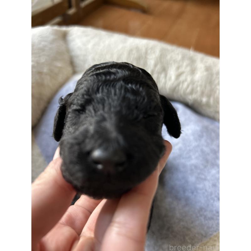 販売中の香川県のスタンダードプードル-428327の11枚目