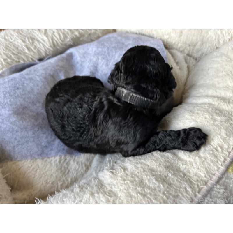 販売中の香川県のスタンダードプードル-428327の10枚目