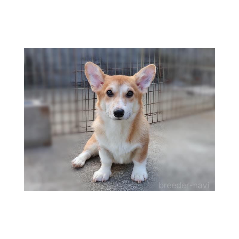 販売中の兵庫県のウェルシュコーギーペンブローク-396939