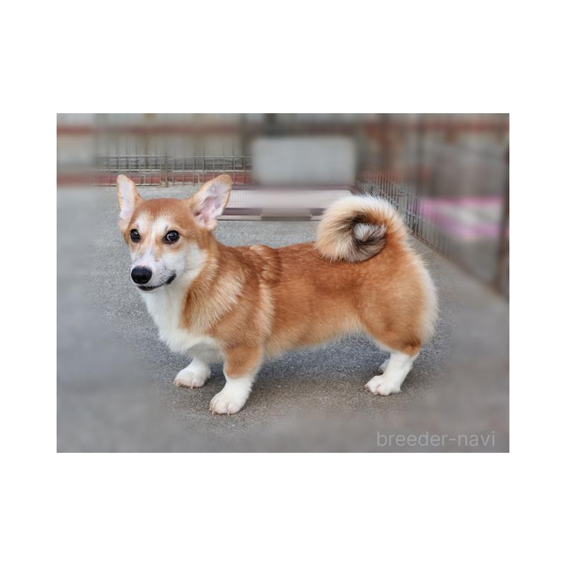 販売中の兵庫県のウェルシュコーギーペンブローク-396939の2枚目