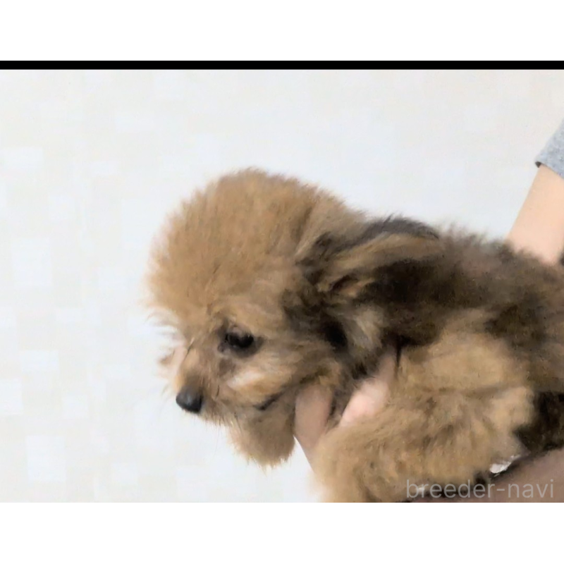 販売中の茨城県のミックス犬-419236の4枚目