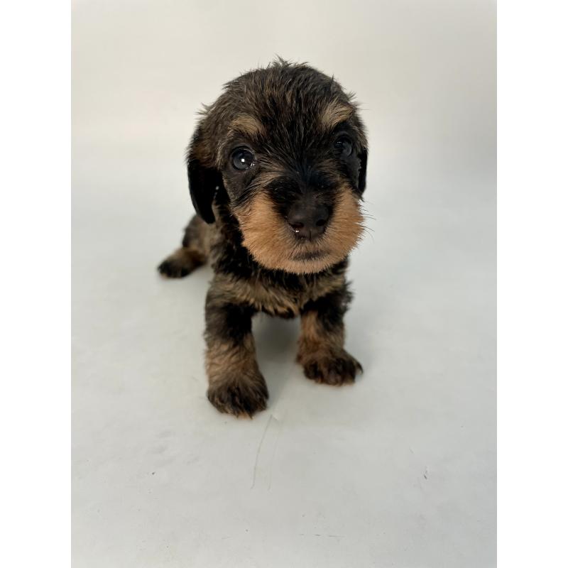 販売中の千葉県のミニチュアダックスフンド(ワイヤーヘアード)-428328の13枚目