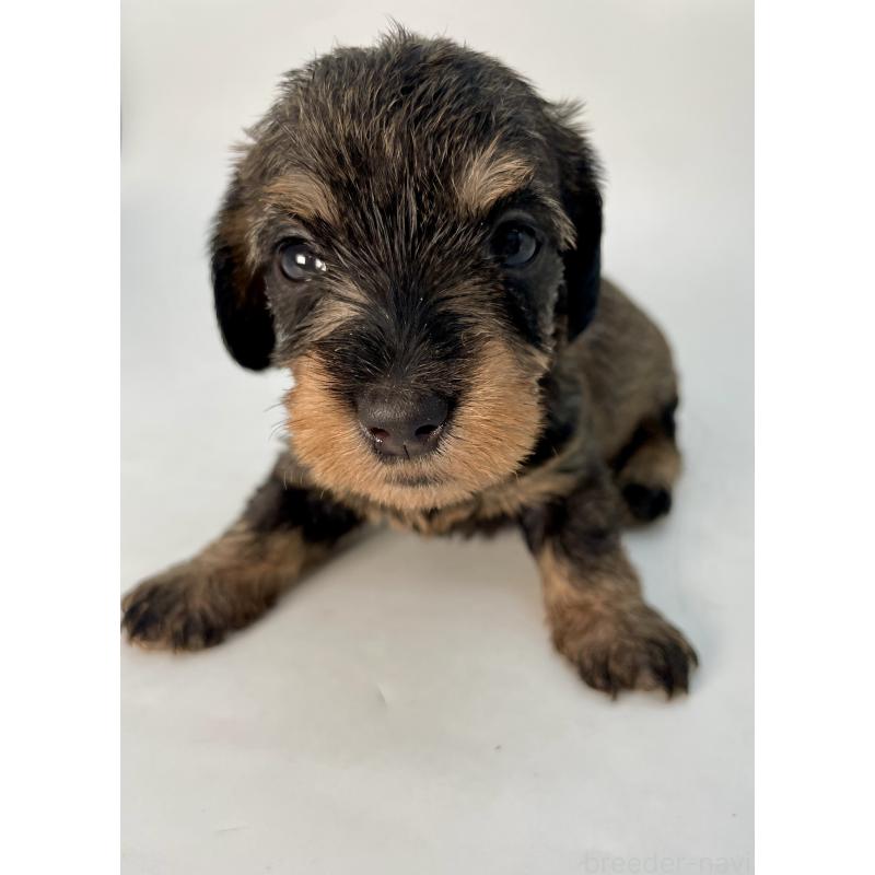 販売中の千葉県のミニチュアダックスフンド(ワイヤーヘアード)-428328の12枚目