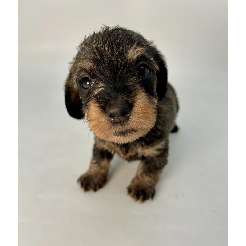 販売中の千葉県のミニチュアダックスフンド(ワイヤーヘアード)-428328の11枚目