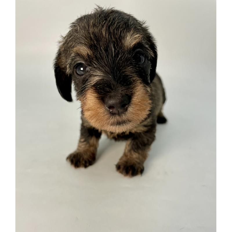 販売中の千葉県のミニチュアダックスフンド(ワイヤーヘアード)-428328の10枚目