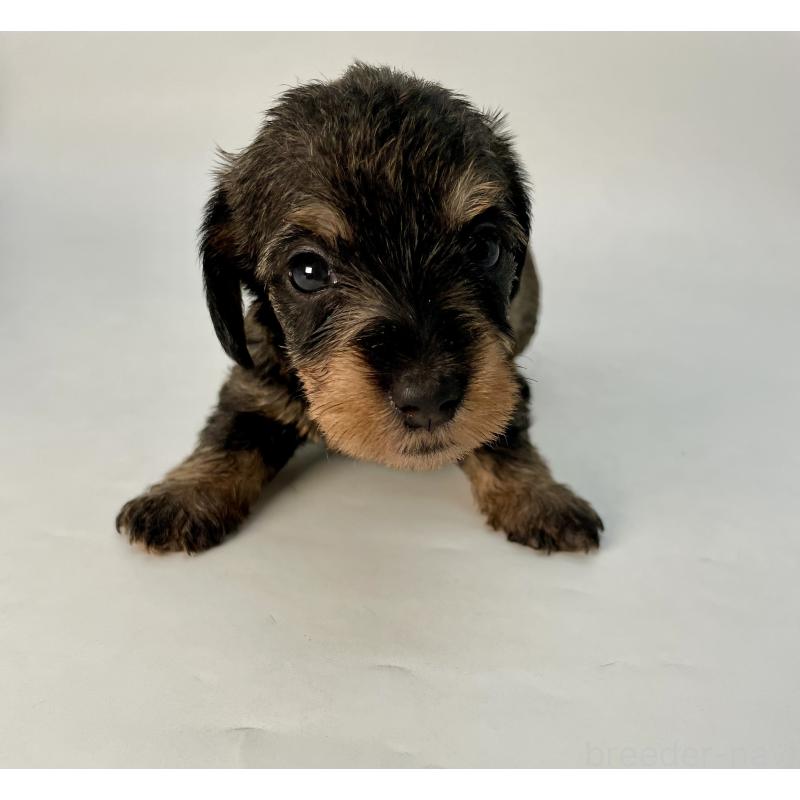 販売中の千葉県のミニチュアダックスフンド(ワイヤーヘアード)-428328の9枚目