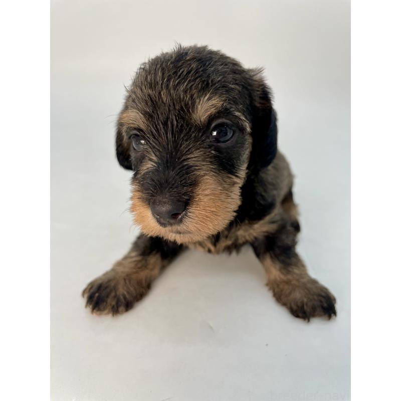販売中の千葉県のミニチュアダックスフンド(ワイヤーヘアード)-428328の8枚目