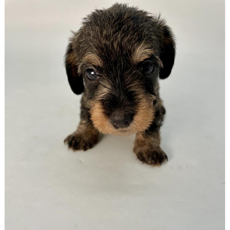 販売中の千葉県のミニチュアダックスフンド(ワイヤーヘアード)-428328の7枚目