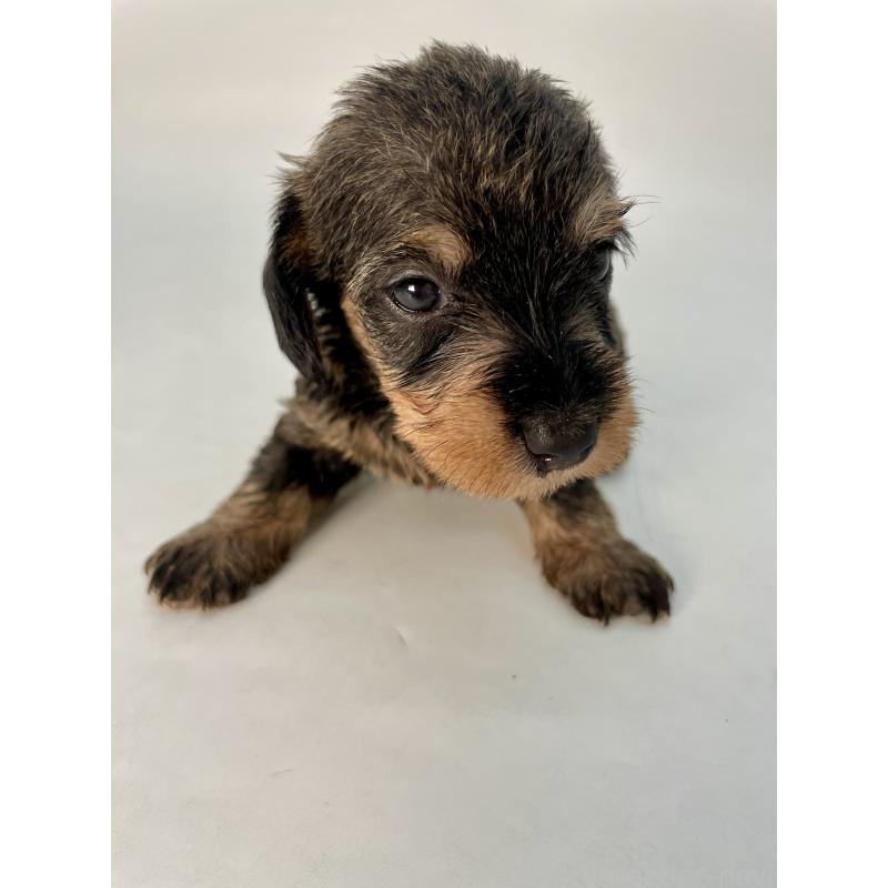 販売中の千葉県のミニチュアダックスフンド(ワイヤーヘアード)-428328の6枚目