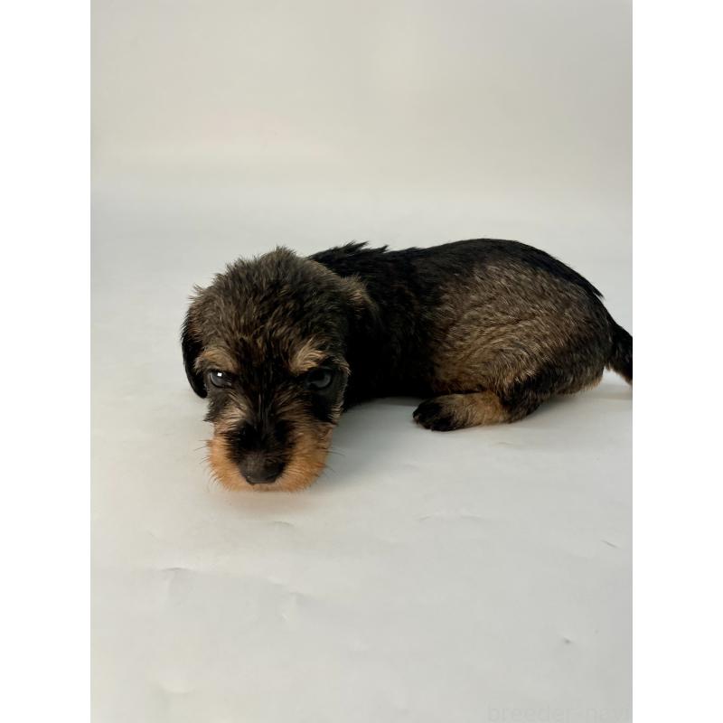 販売中の千葉県のミニチュアダックスフンド(ワイヤーヘアード)-428328の5枚目