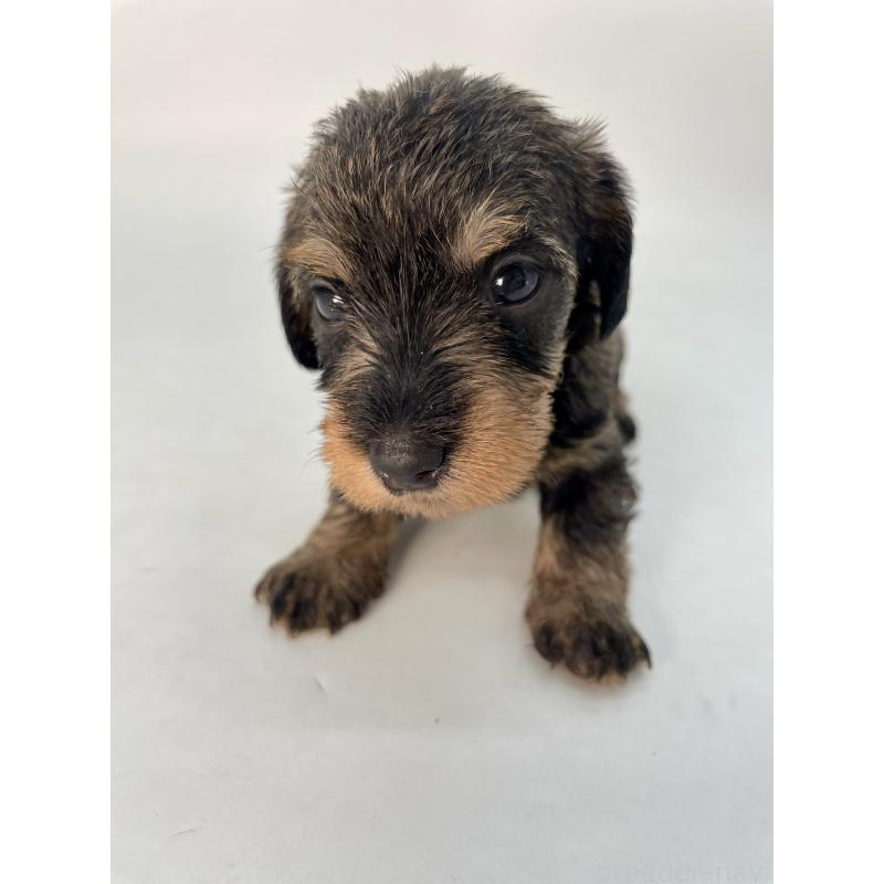 販売中の千葉県のミニチュアダックスフンド(ワイヤーヘアード)-428328の4枚目