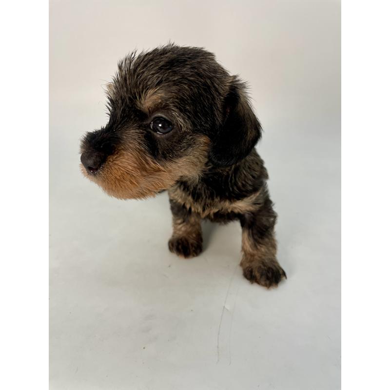 販売中の千葉県のミニチュアダックスフンド(ワイヤーヘアード)-428328の3枚目