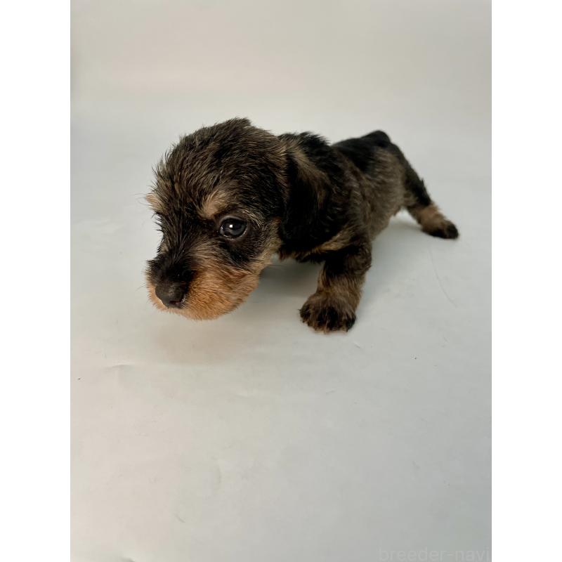 販売中の千葉県のミニチュアダックスフンド(ワイヤーヘアード)-428328の2枚目