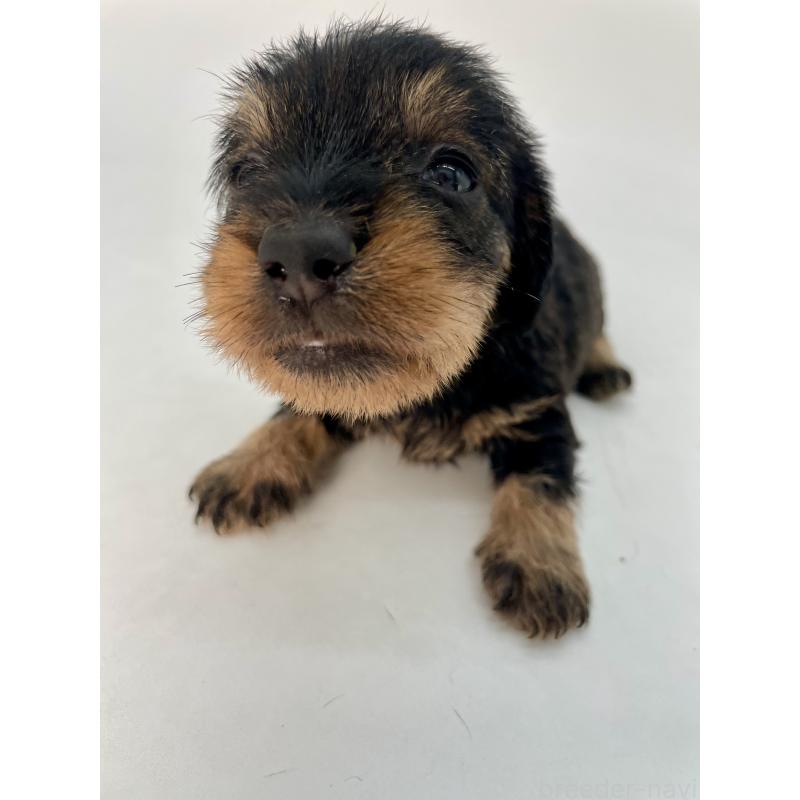 販売中の千葉県のミニチュアダックスフンド(ワイヤーヘアード)-428330の12枚目