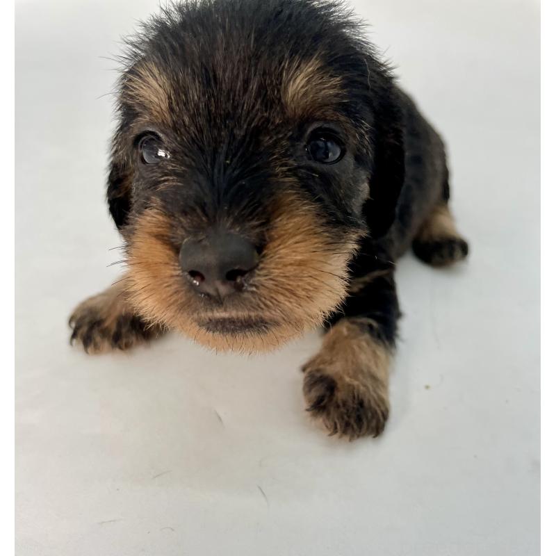販売中の千葉県のミニチュアダックスフンド(ワイヤーヘアード)-428330の11枚目