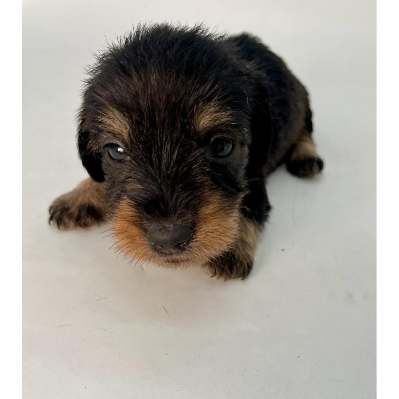 販売中の千葉県のミニチュアダックスフンド(ワイヤーヘアード)-428330の10枚目