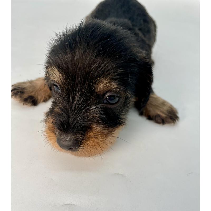 販売中の千葉県のミニチュアダックスフンド(ワイヤーヘアード)-428330の9枚目