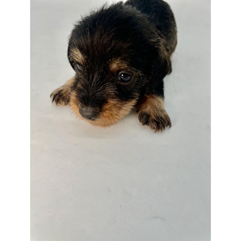 販売中の千葉県のミニチュアダックスフンド(ワイヤーヘアード)-428330の8枚目