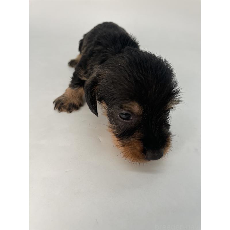 販売中の千葉県のミニチュアダックスフンド(ワイヤーヘアード)-428330の7枚目