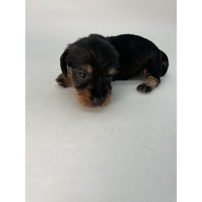 販売中の千葉県のミニチュアダックスフンド(ワイヤーヘアード)-428330の6枚目