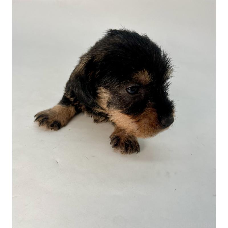 販売中の千葉県のミニチュアダックスフンド(ワイヤーヘアード)-428330の5枚目