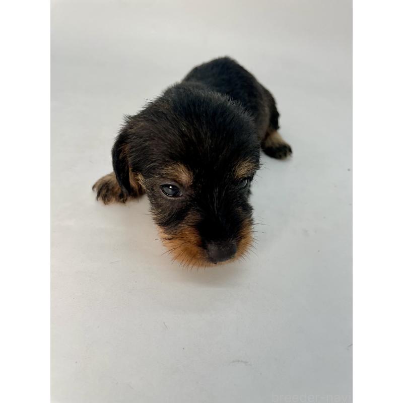 販売中の千葉県のミニチュアダックスフンド(ワイヤーヘアード)-428330の4枚目