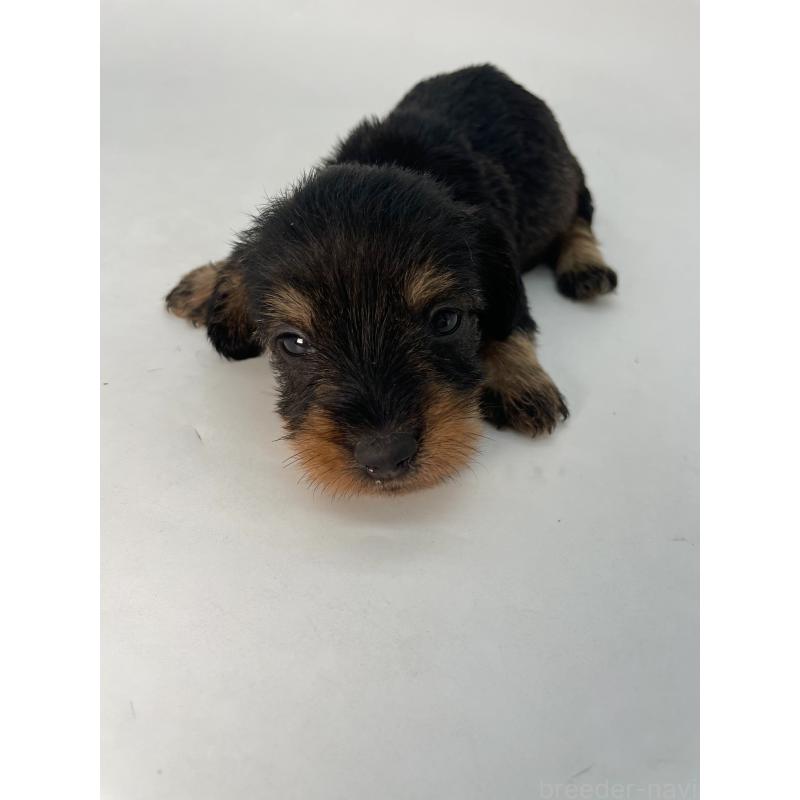 販売中の千葉県のミニチュアダックスフンド(ワイヤーヘアード)-428330の3枚目