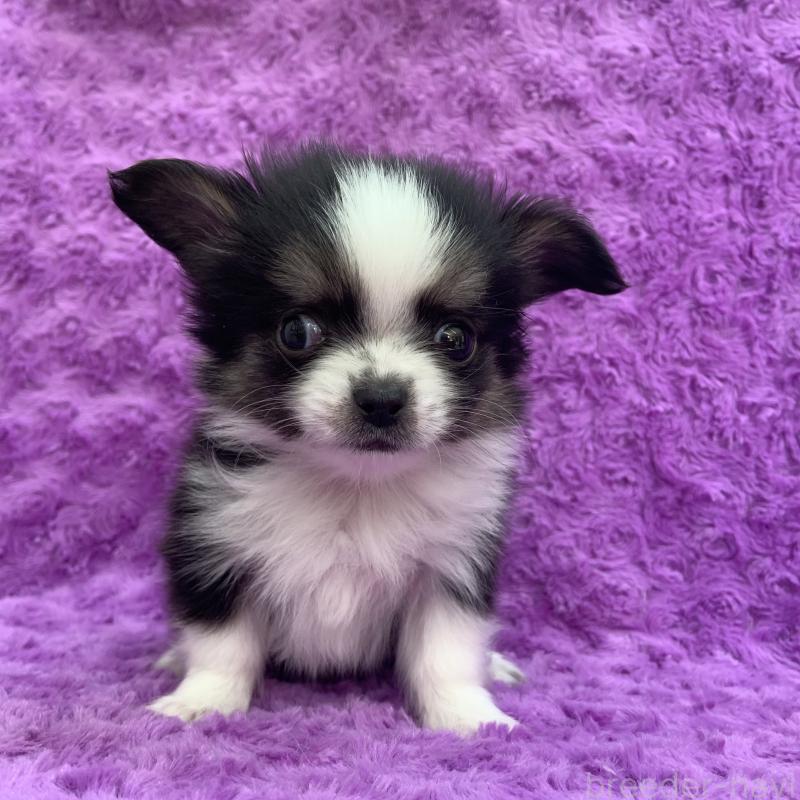 販売中の茨城県のチワワ(ロングコート)-428341の1枚目