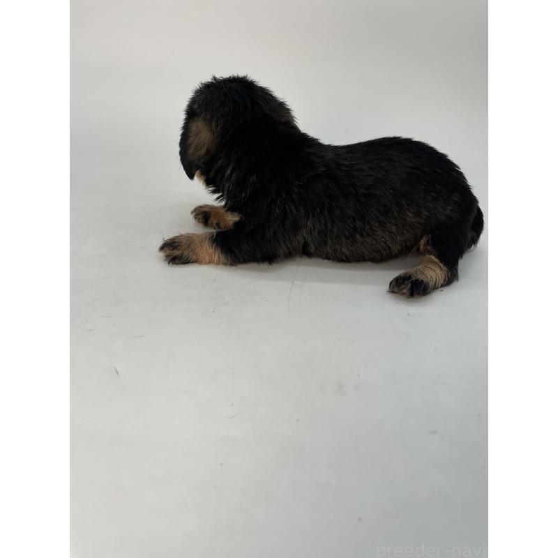 販売中の千葉県のミニチュアダックスフンド(ワイヤーヘアード)-428330の2枚目