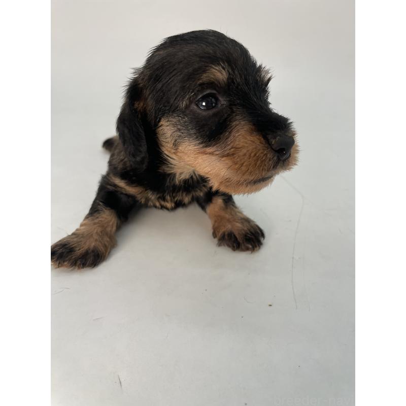 販売中の千葉県のミニチュアダックスフンド(ワイヤーヘアード)-428331の14枚目