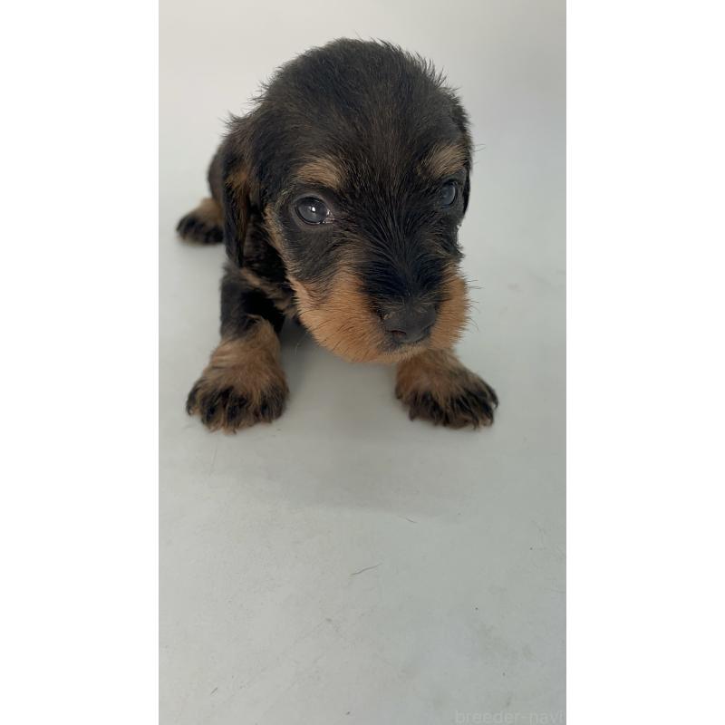 販売中の千葉県のミニチュアダックスフンド(ワイヤーヘアード)-428331の13枚目