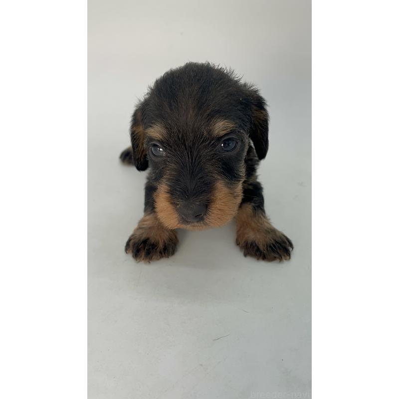 販売中の千葉県のミニチュアダックスフンド(ワイヤーヘアード)-428331の12枚目